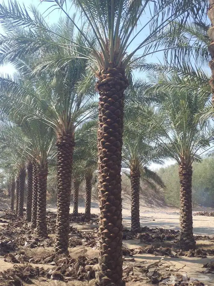 نخل للبيع مثمر اسعار طيبه 2