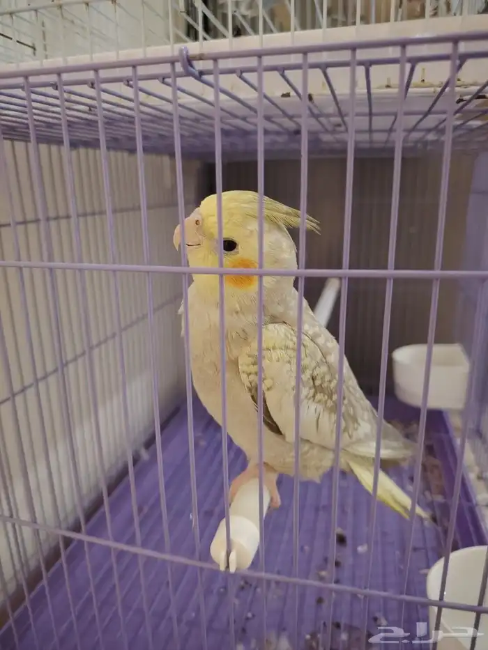 روز وكروان للبيع 2