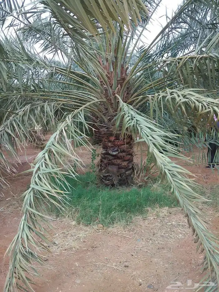يوجد لدي نخل سلطانه وهلالي وخلاص ومسكاني ونبوت سيف وبرحي حائ 0
