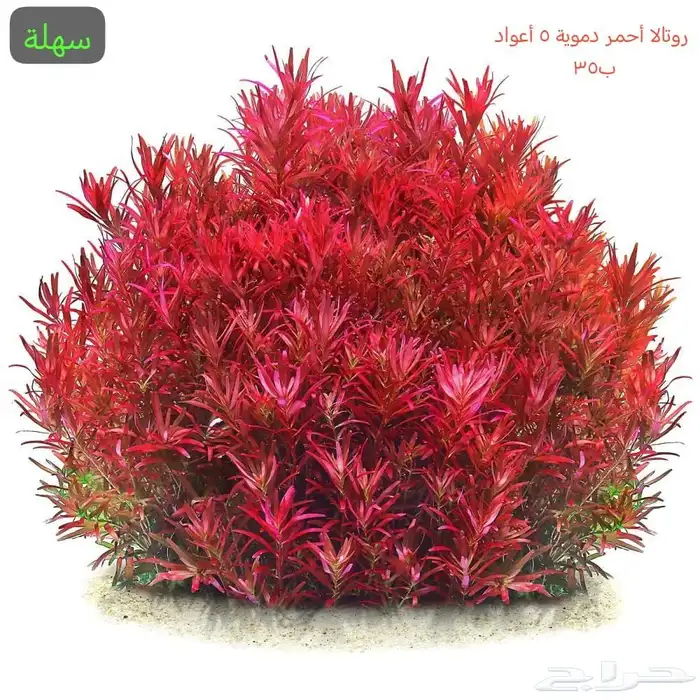 نباتات مائية متنوعة 0