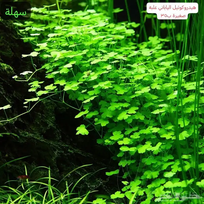 نباتات مائية متنوعة 4