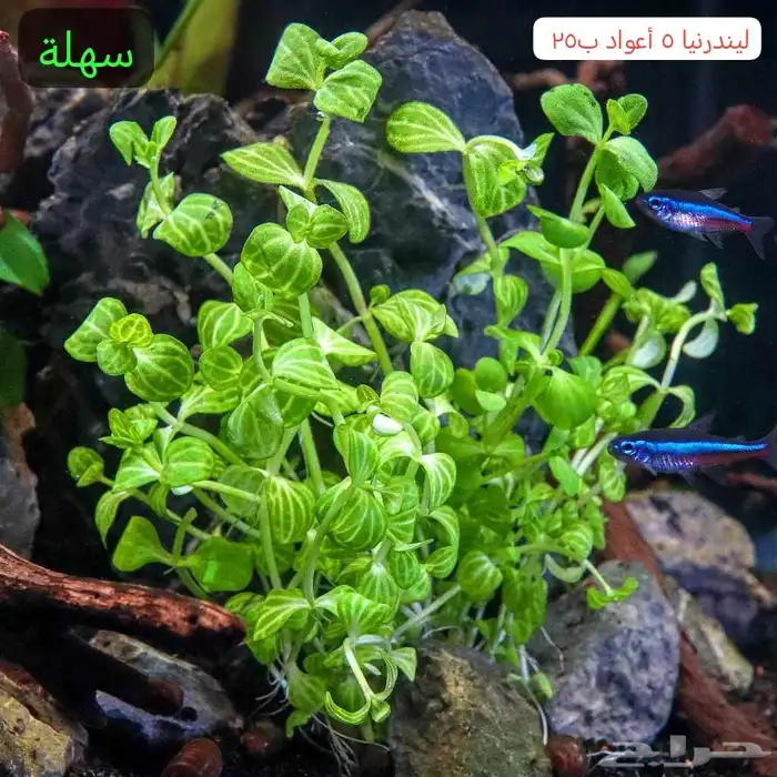نباتات مائية متنوعة 1