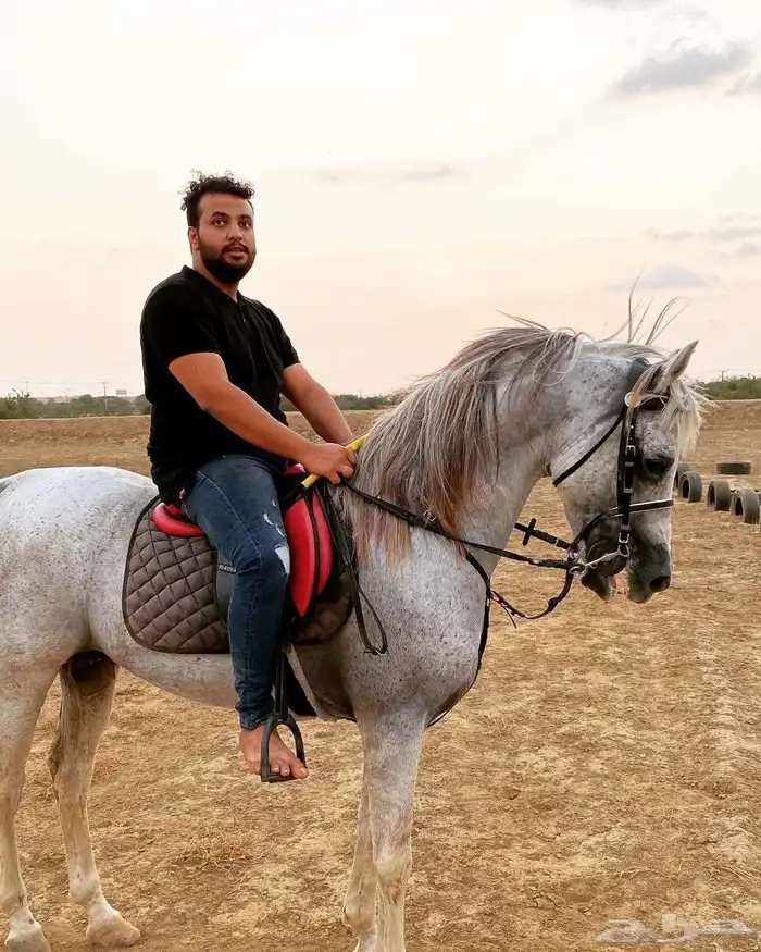 حصان شعبي كفو ينافس الواهو 0