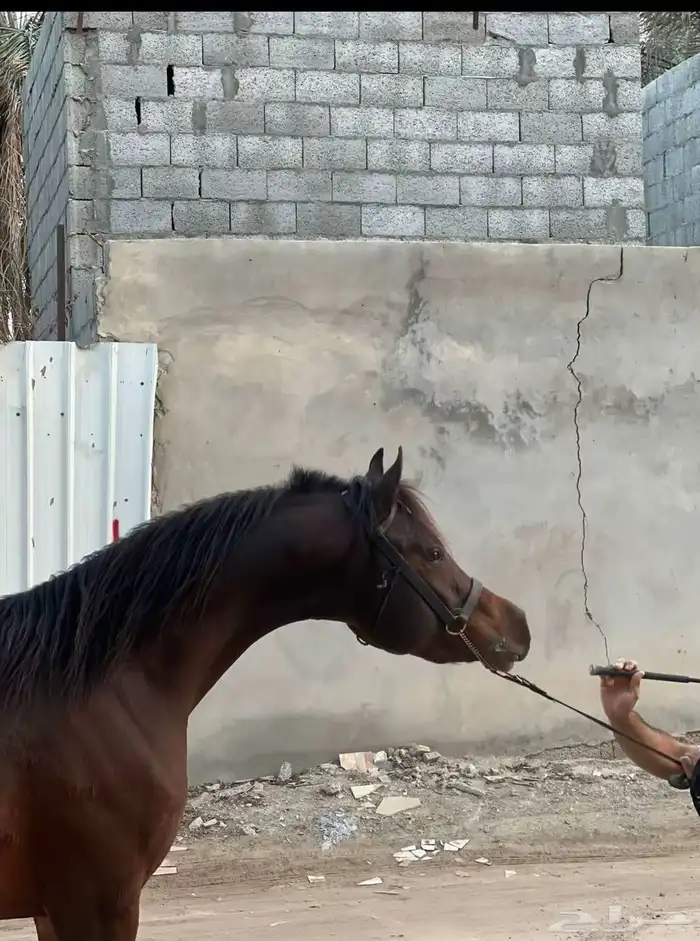 حصان واهو شيخ فحل مربط 4