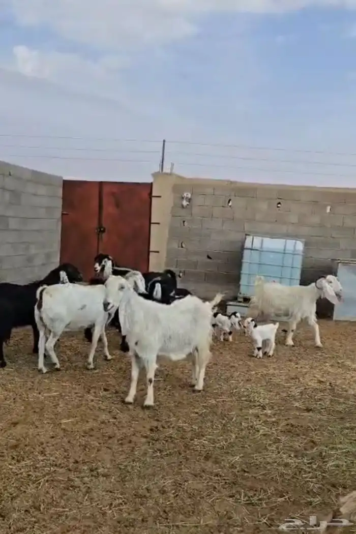 معزا دفيع العدد 12 وحده والد توم والباقي على ولاد 3