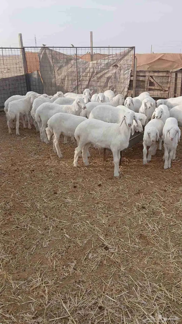 بهم حري ربط فاخر العدد 29 الشحم مغلق الغلاق شعر السوم الف 1