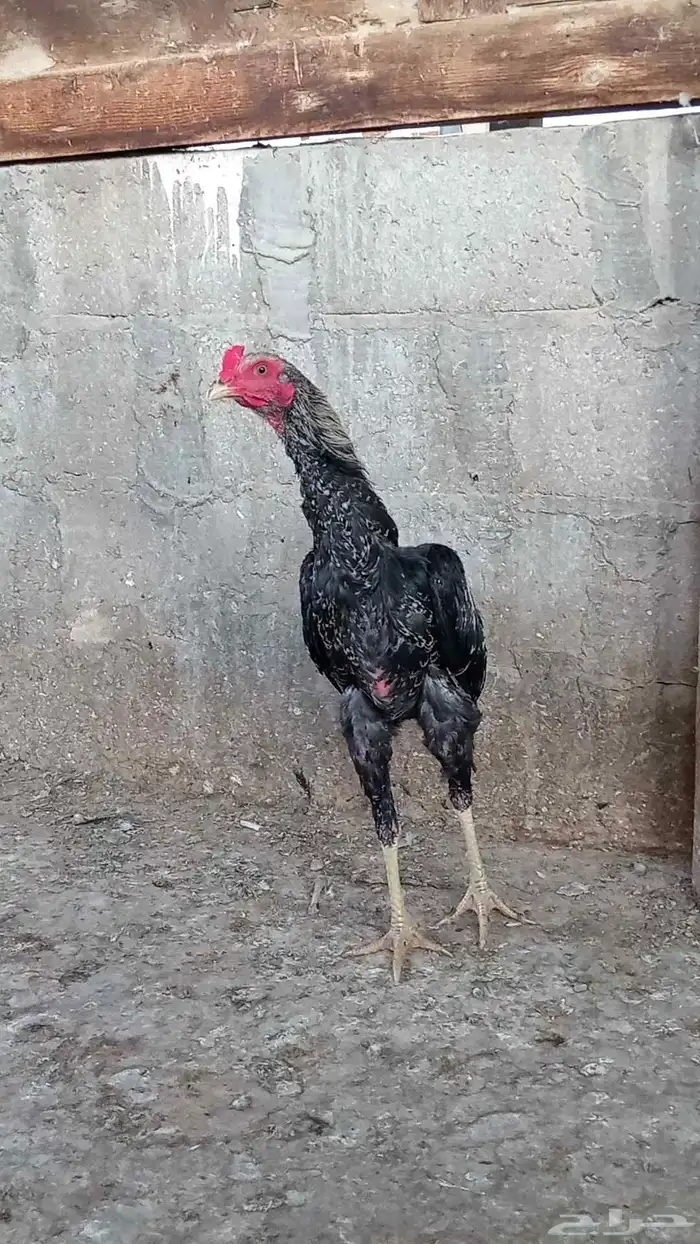 ديك سندي بيور 2