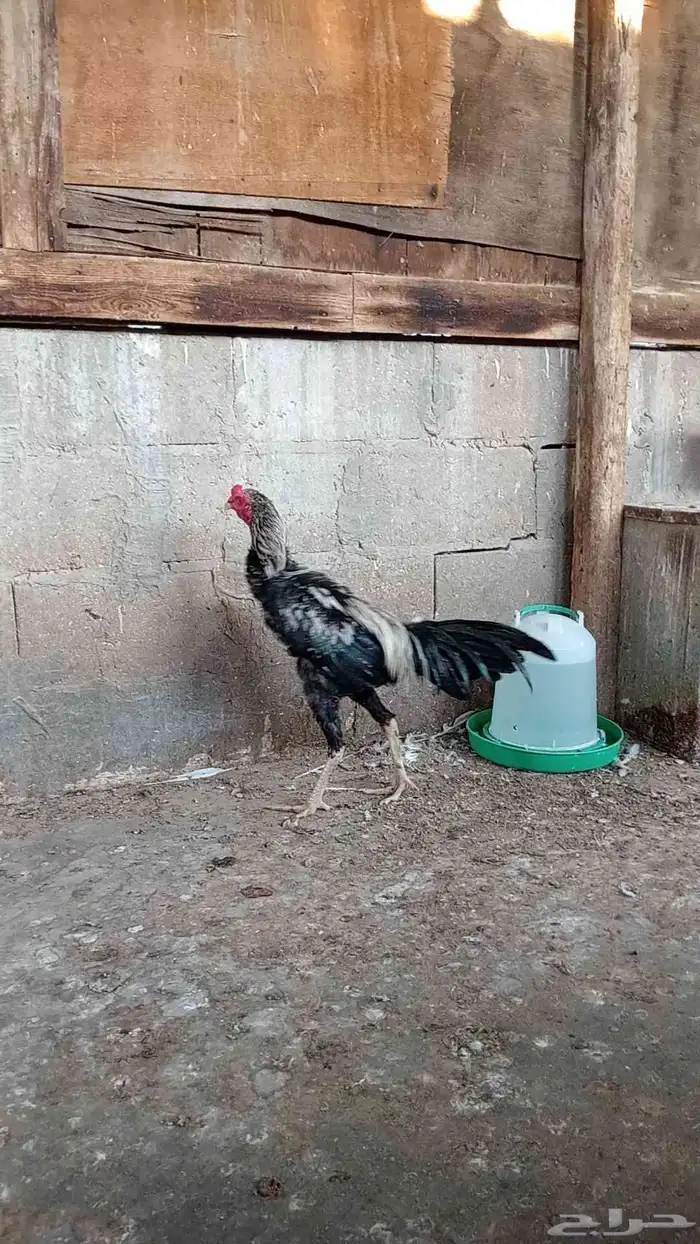 ديك سندي بيور 3