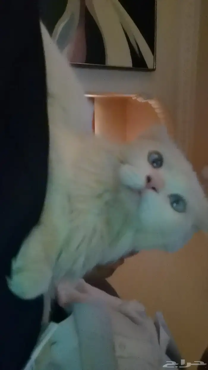 قطو ضايع الرجاء التواصل على هاذا الرقم عند رؤيته 2