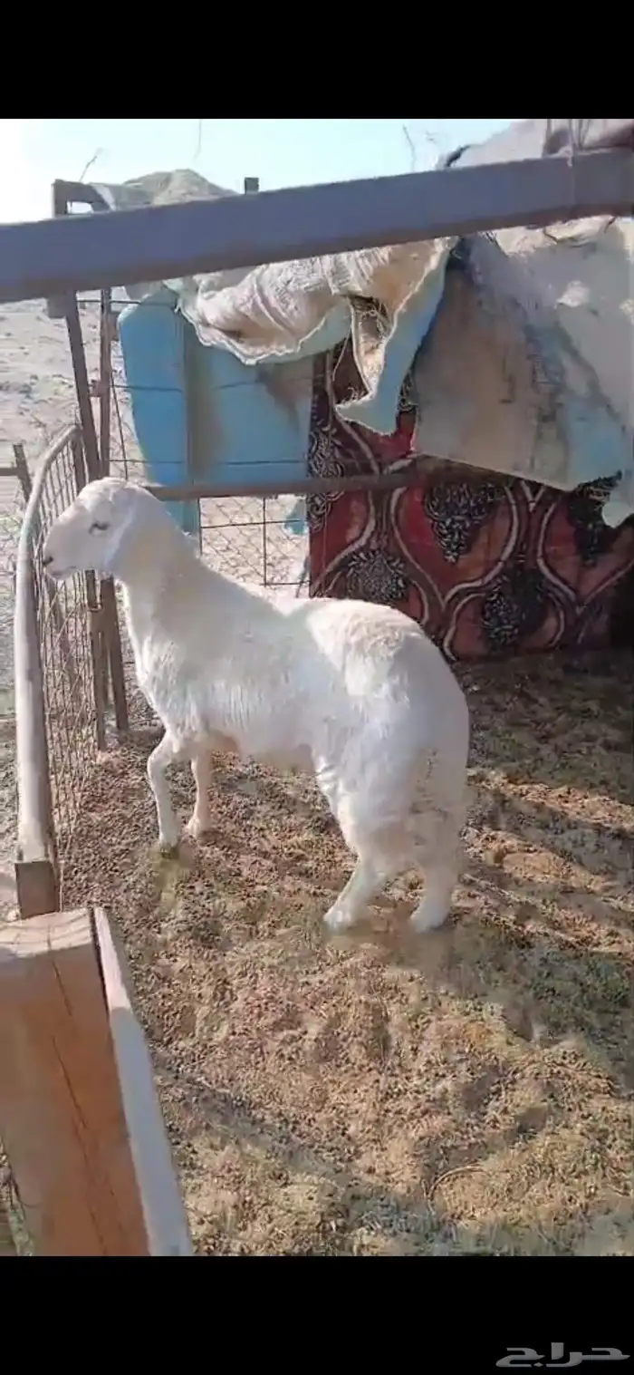 للبيع طليان ظيوف سمان فل ونظاف 1