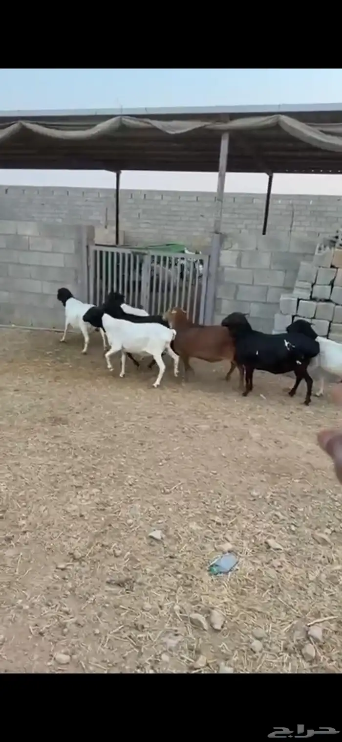 مجموعة شياه برابر العدد سبع فل الفل 3