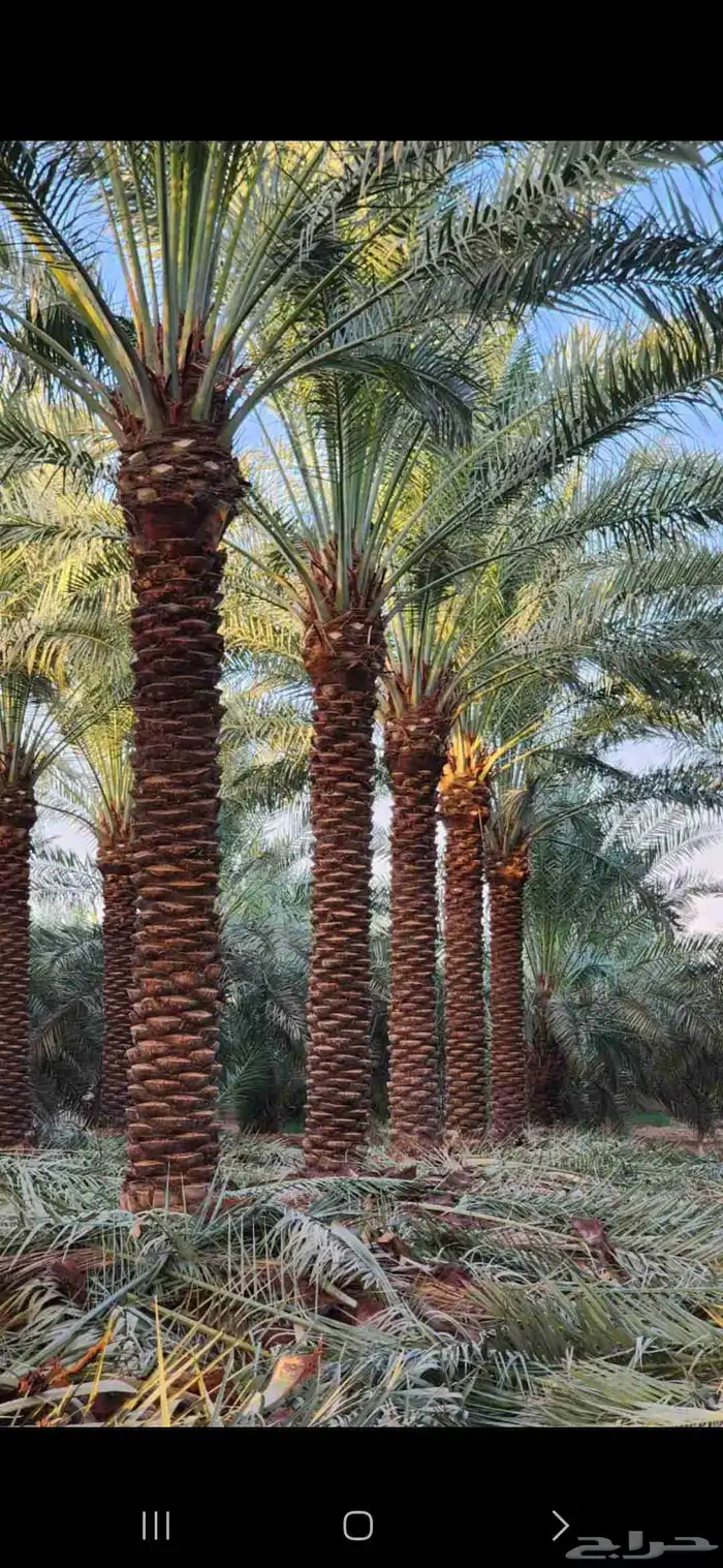 يتوفر لدينا جميع انوع النخل النخل للبيع عربي ووشنطي  مكه 5