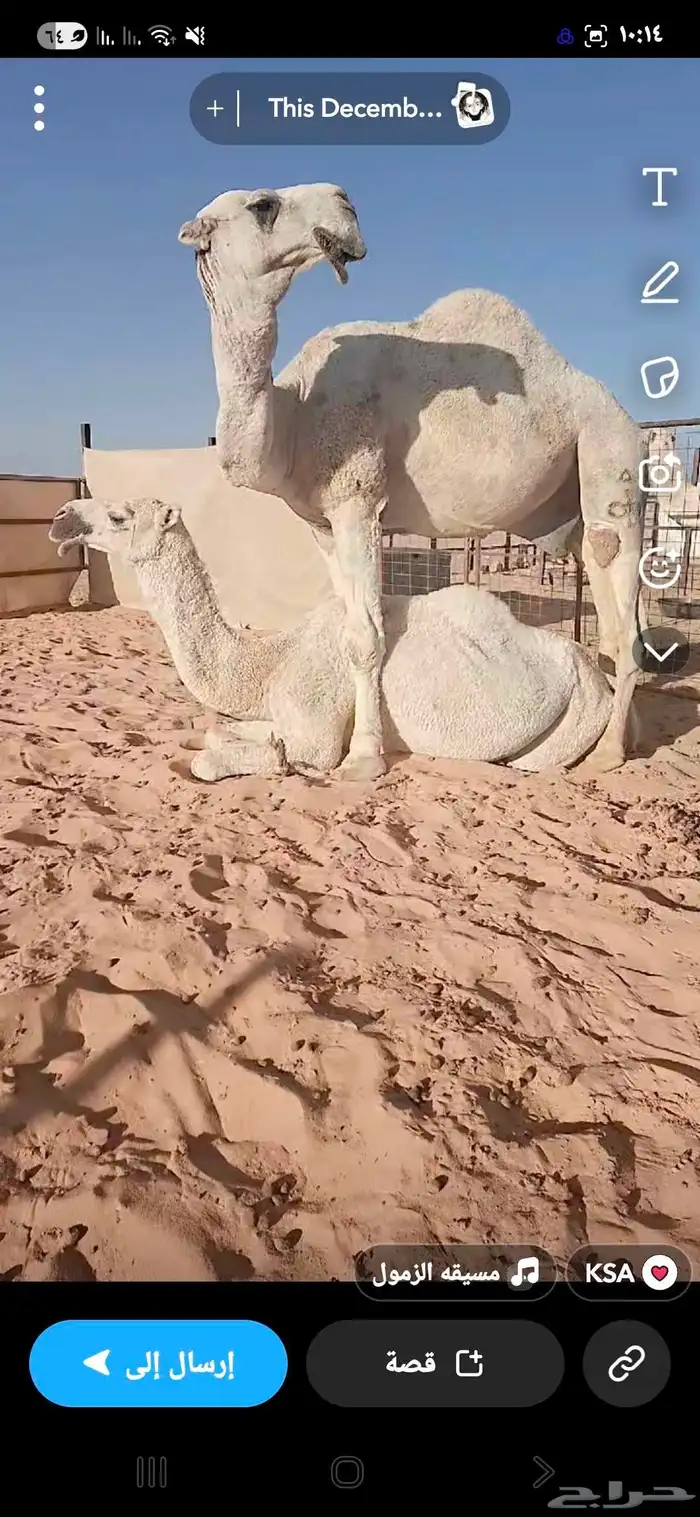 للبيع ناقة رمانيه وضحا نصوف 4