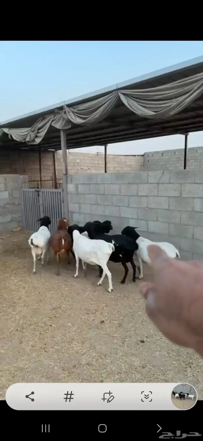 مجموعة شياه برابر العدد سبع فل الفل 0