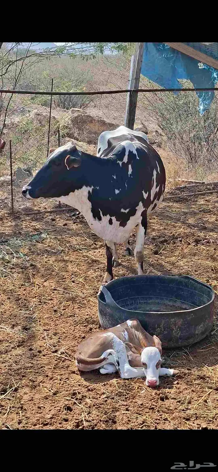 بقره بلدي رباع معها حسيل 0