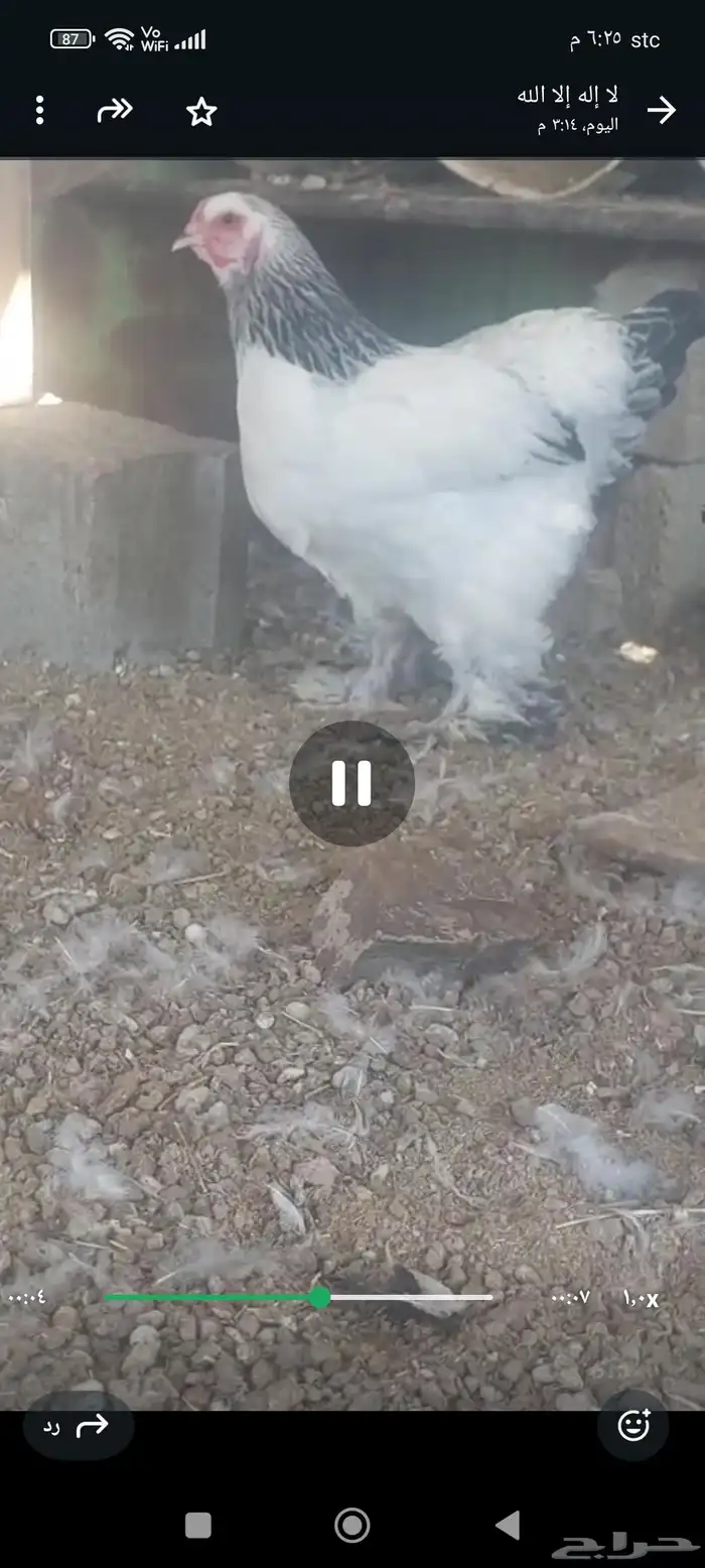 براهما كولومبي 3