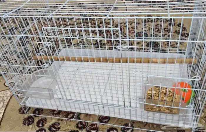 عصفور كروان 1