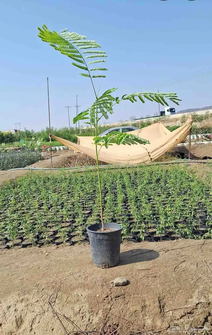 مشتل الجموم الجميع انواع اشجار و شتلات 5