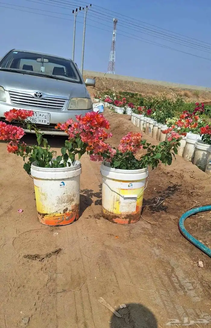 مشتل الجموم الجميع انواع اشجار و شتلات 0