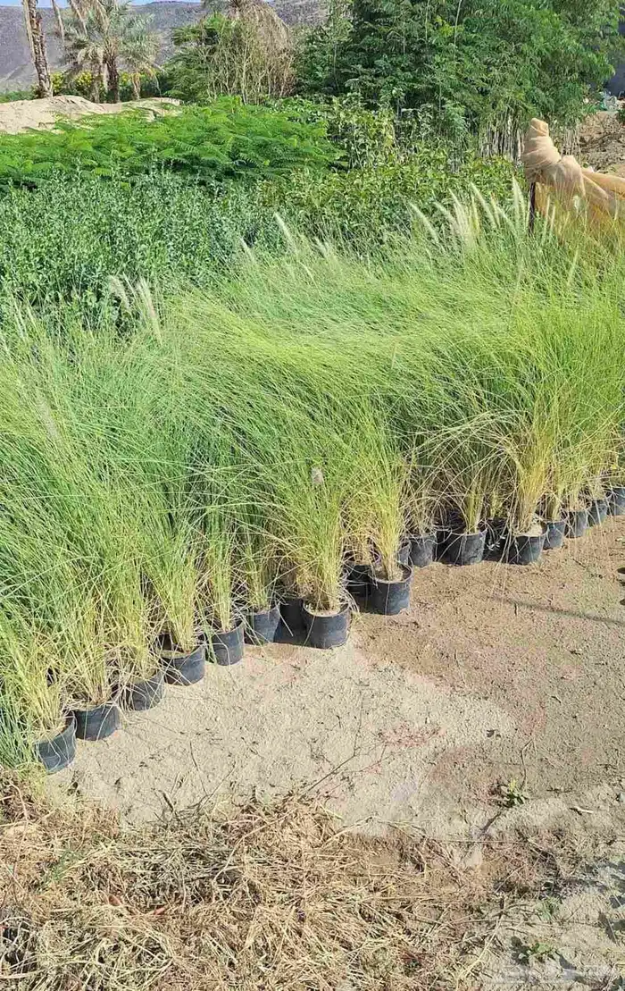 مشتل الجموم الجميع انواع اشجار و شتلات 1