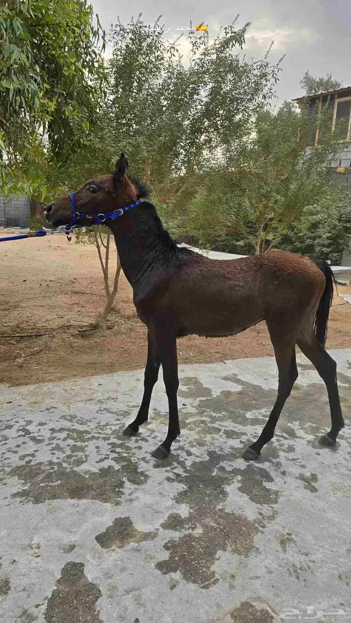 مهر عربي بدون اوراق 2