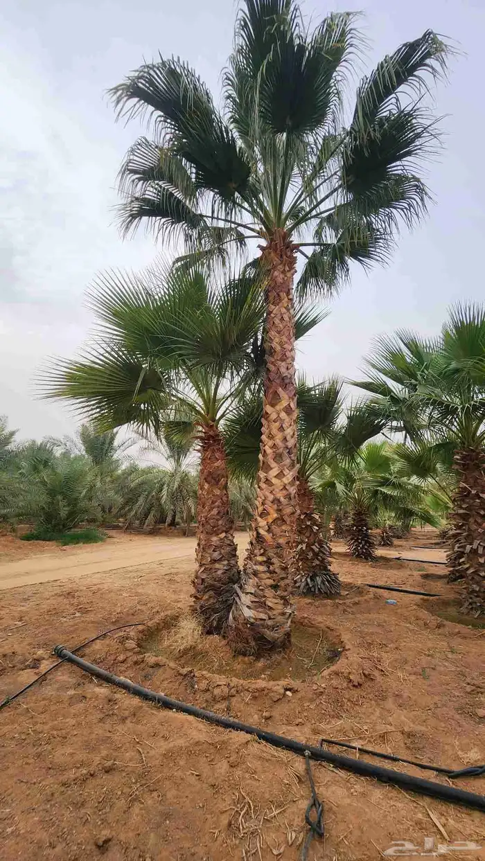 نخل واشنطن للبيع 3