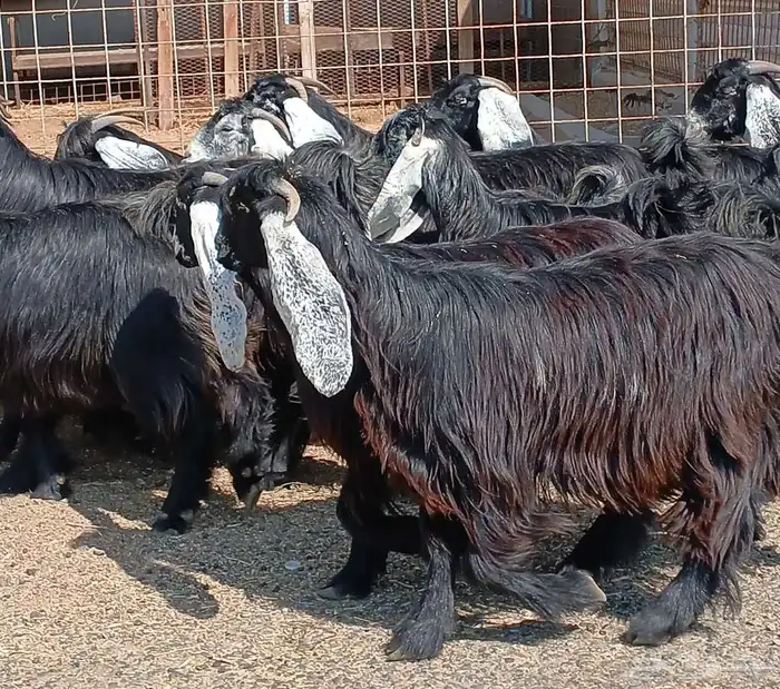 معزا عوارض صغار سنون عدد 12 دفيع منوه القناي 6