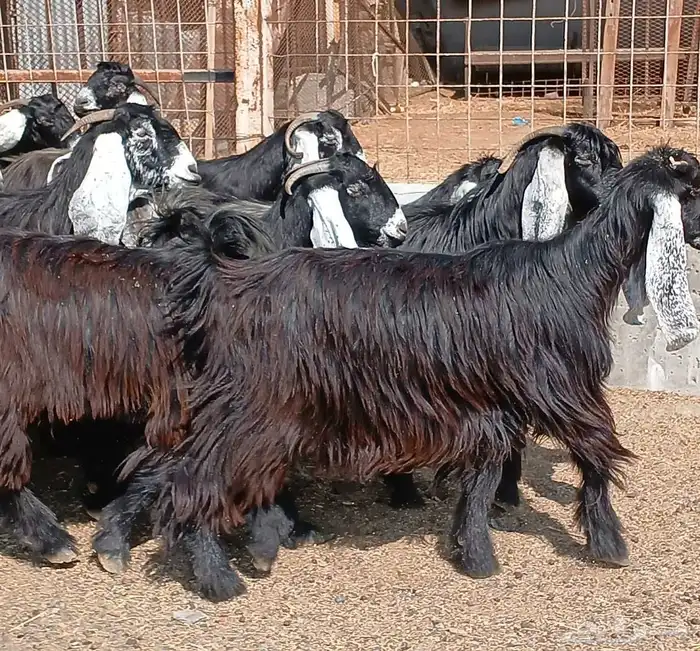 معزا عوارض صغار سنون عدد 12 دفيع منوه القناي 27