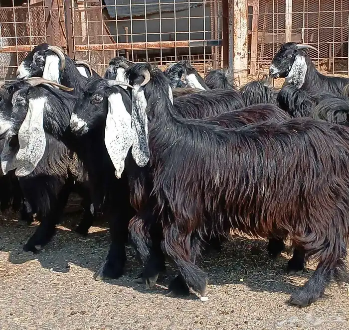 معزا عوارض صغار سنون عدد 12 دفيع منوه القناي 26