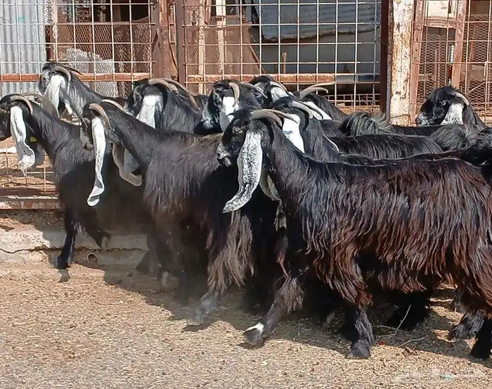 معزا عوارض صغار سنون عدد 12 دفيع منوه القناي 29