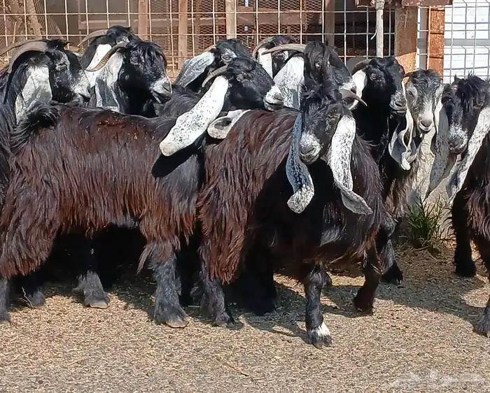 معزا عوارض صغار سنون عدد 12 دفيع منوه القناي 32