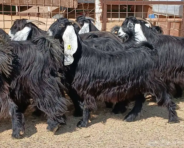 معزا عوارض صغار سنون عدد 12 دفيع منوه القناي 10