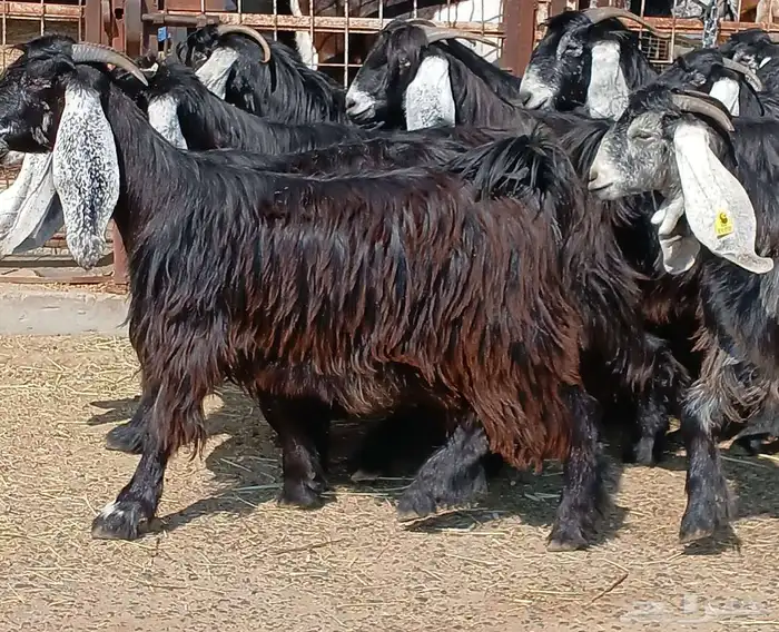 معزا عوارض صغار سنون عدد 12 دفيع منوه القناي 40