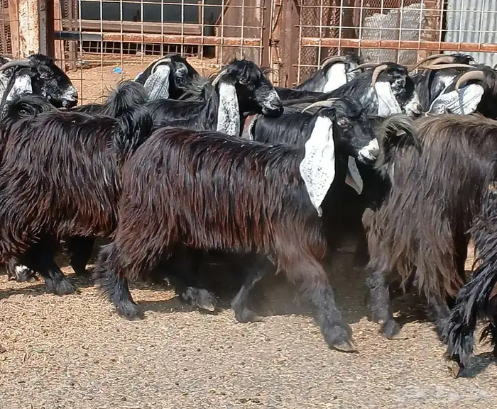 معزا عوارض صغار سنون عدد 12 دفيع منوه القناي 8