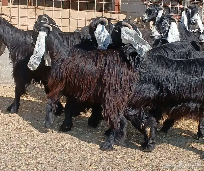 معزا عوارض صغار سنون عدد 12 دفيع منوه القناي 13