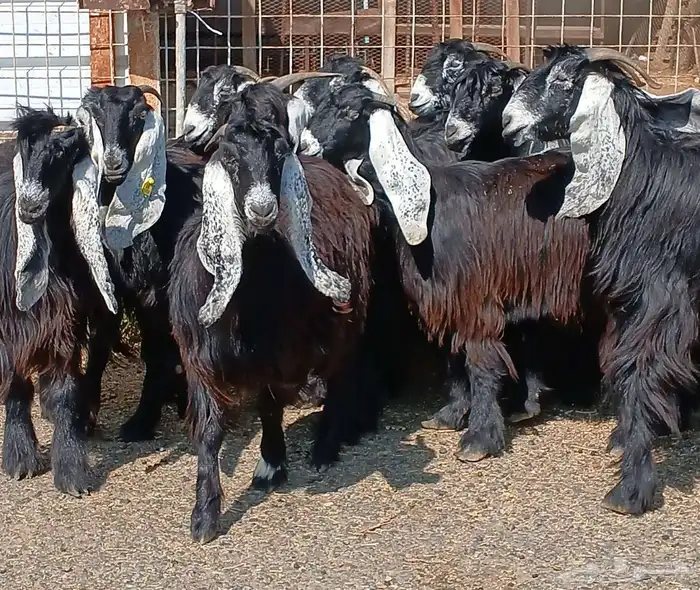 معزا عوارض صغار سنون عدد 12 دفيع منوه القناي 35