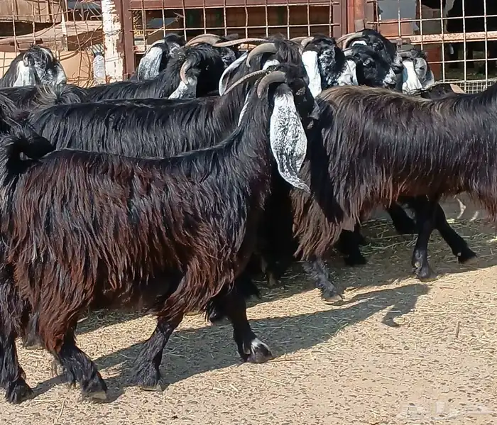 معزا عوارض صغار سنون عدد 12 دفيع منوه القناي 16