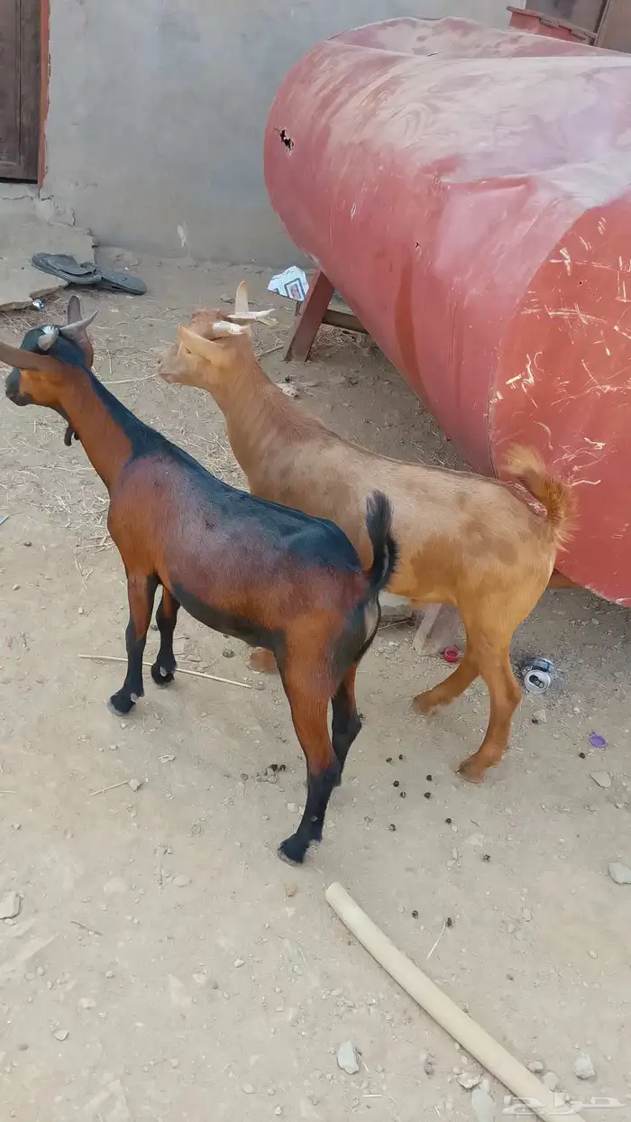 2تيوس بلادي الموقع العيدابي 2