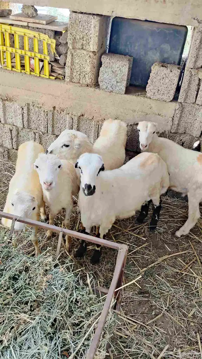 خرفان بلدي 2