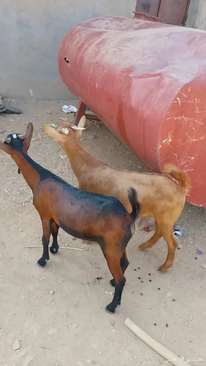 2تيوس بلادي الموقع العيدابي 0