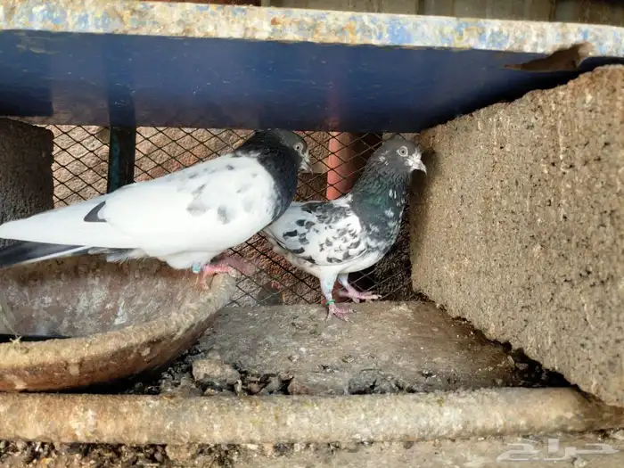 حمام باكستاني تيدي 8