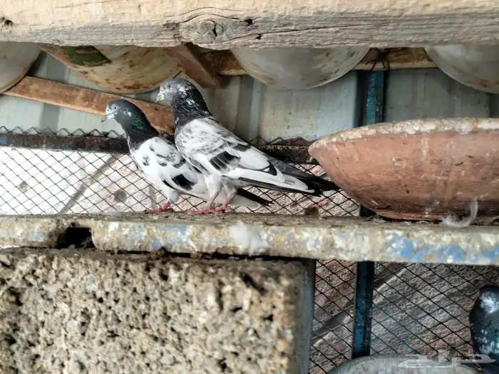 حمام باكستاني تيدي 1