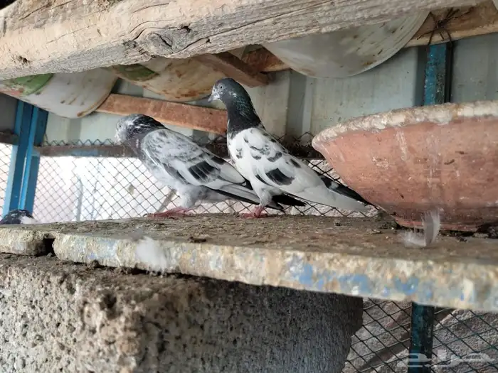 حمام باكستاني تيدي 0