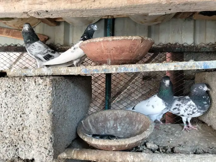 حمام باكستاني تيدي 9