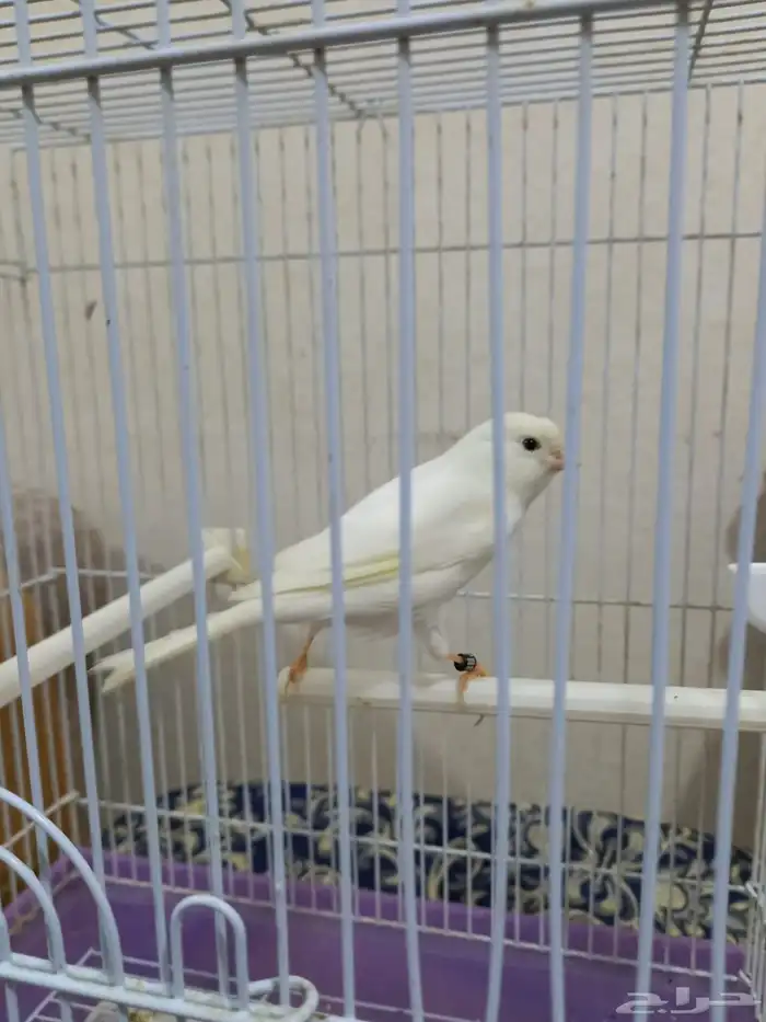 مجموعة ذكور كناري تغريد 4