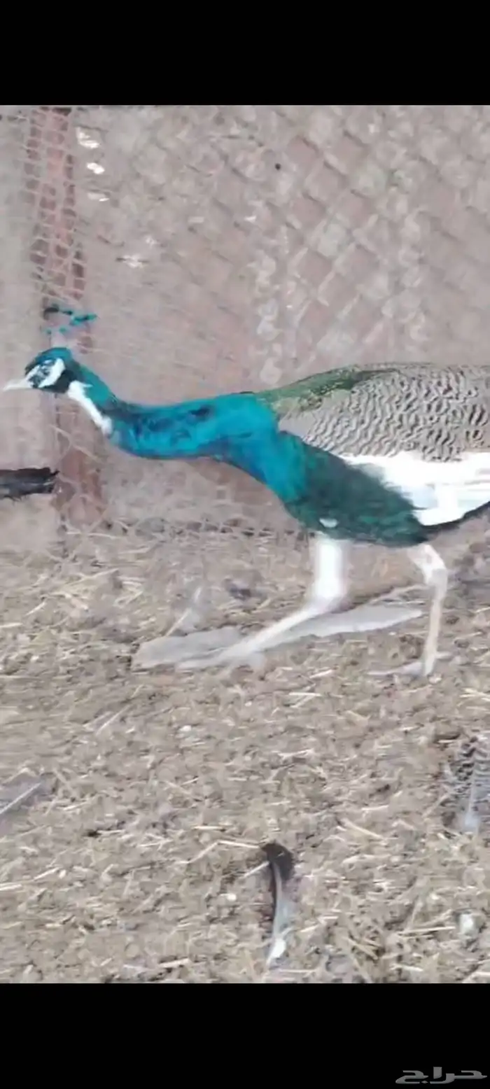 طاووس ازرق 6