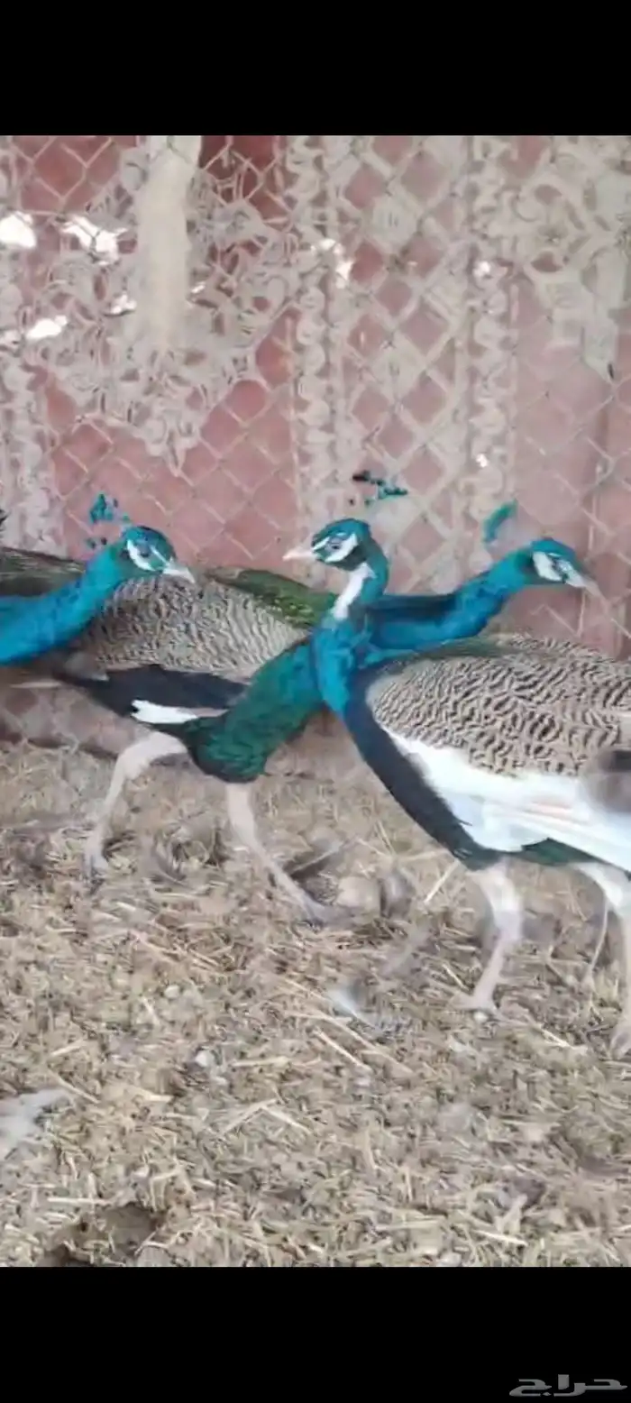 طاووس ازرق 5