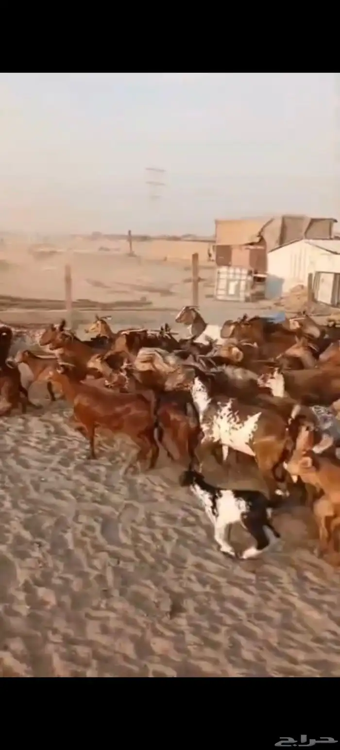 45ماعز محايليه يتبعها 20 بهم ب 1300ريال للراس للامهات نهائي 0