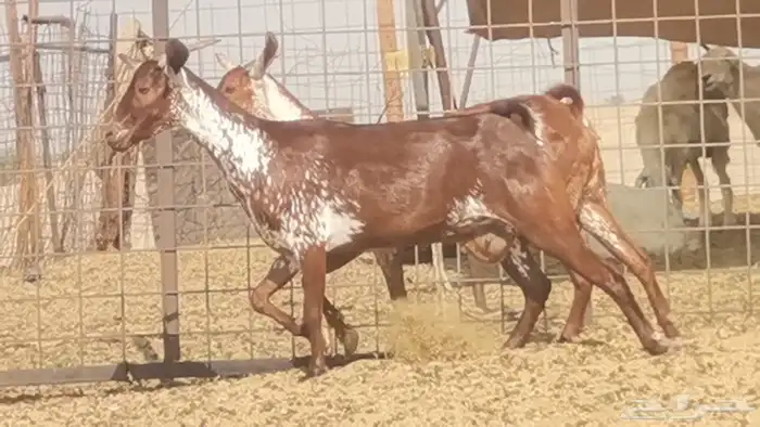 معزه محايليات للبيع العدد 2 4