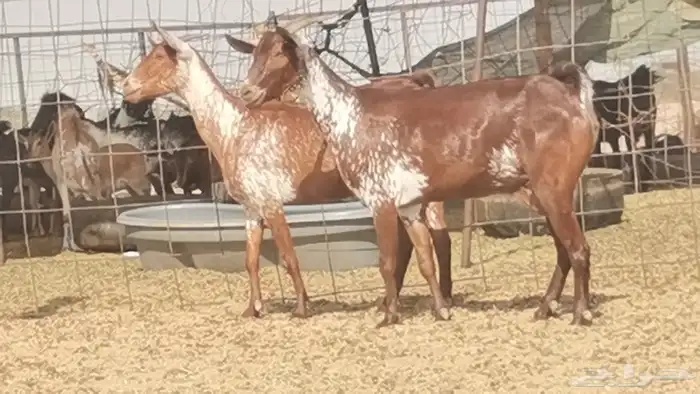 معزه محايليات للبيع العدد 2 7